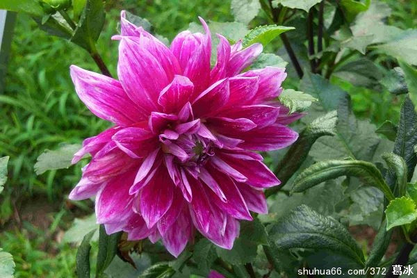 ������ �����������ģ�