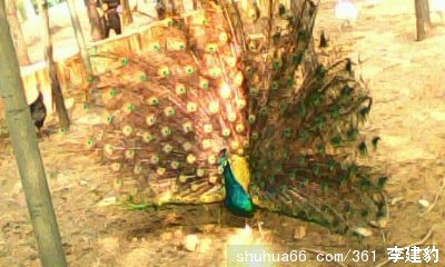 �ɳ���  ����  ����֮һ