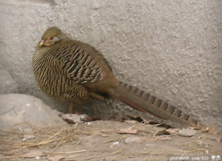 ChrysolophusPictus2