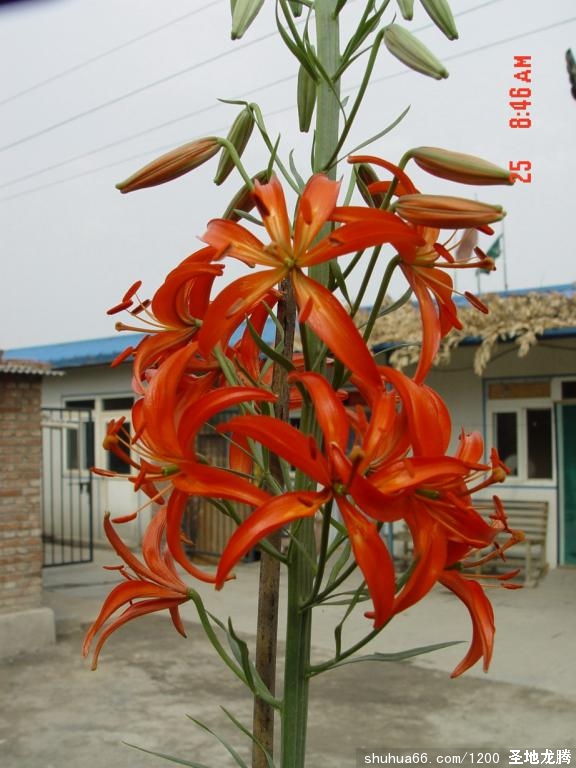 20066252184733319