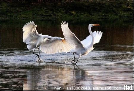 观《人鹤不了情》有感