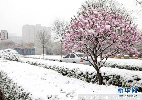 倒春寒——是非正常状态下的正常作为