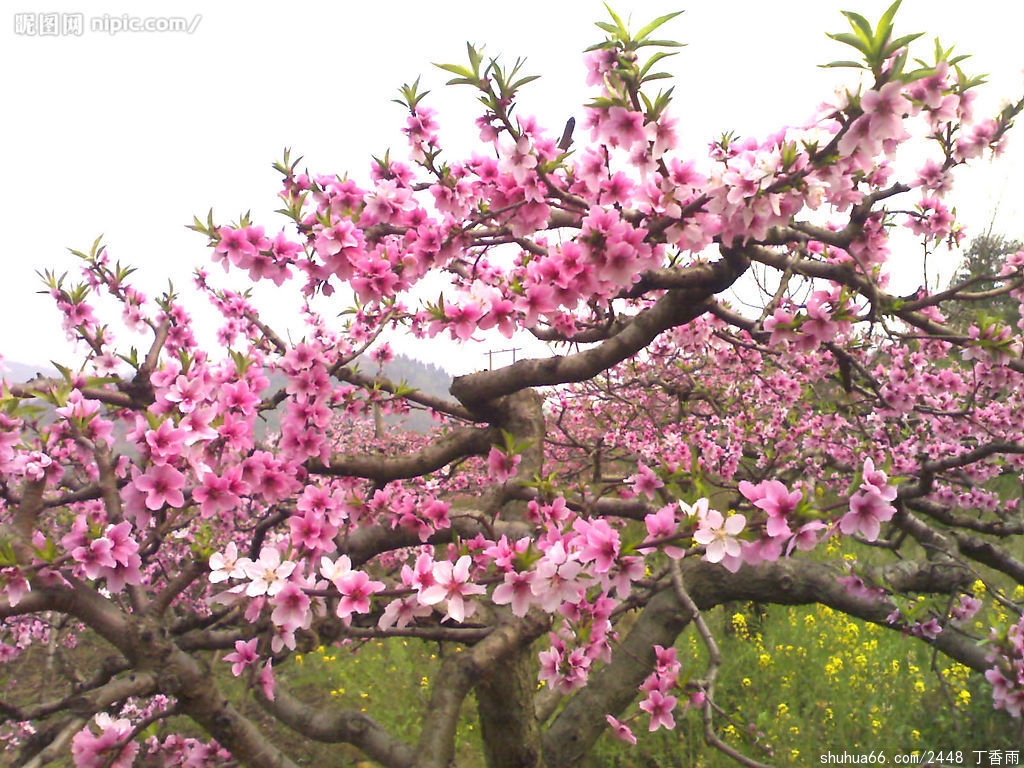 一朵桃花 在春天之外(外二首)