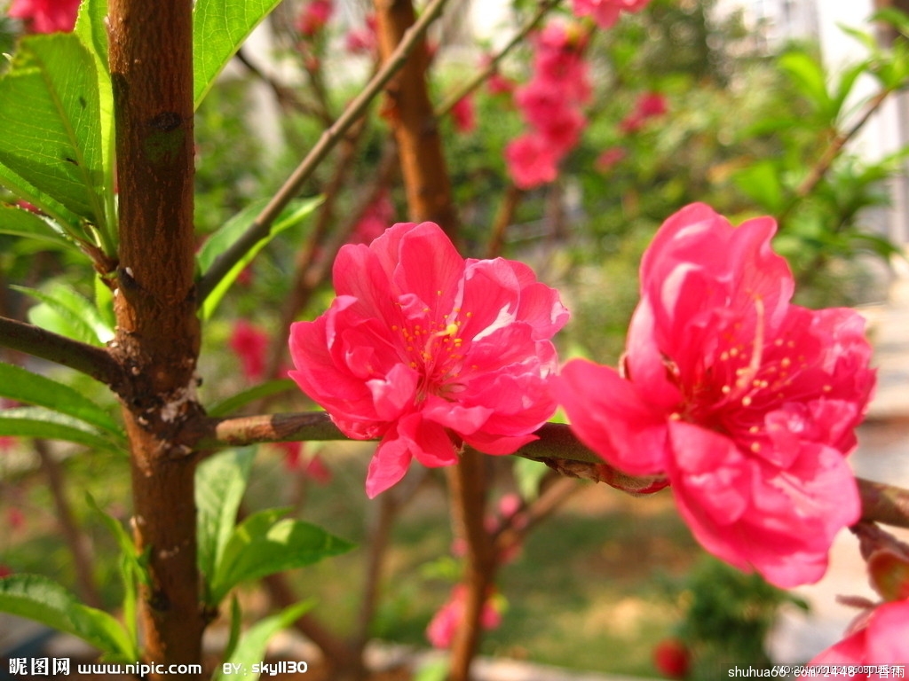 4456029_200608011191_2