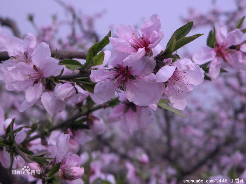 关于“桃花”应征诗歌(1)——杨海豹
