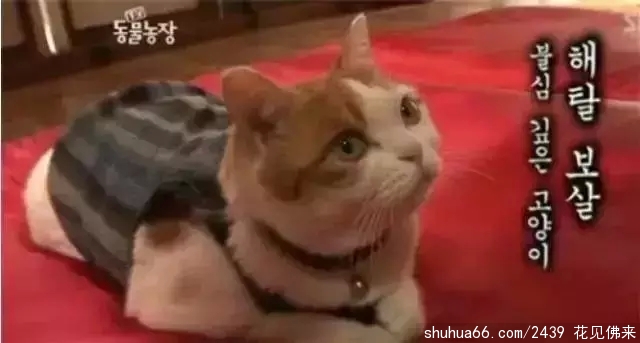 会流泪的猫入佛门,竟吃素4年天天拜佛