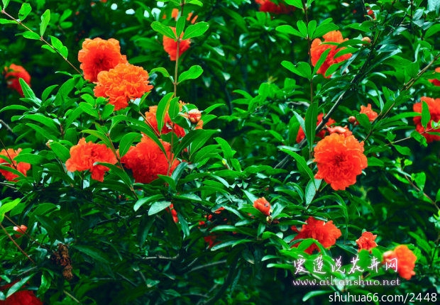 shiliu_04
