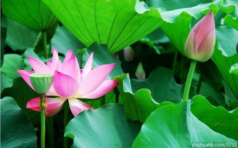 朱自清散文在线欣赏(13)---- 荷塘月色