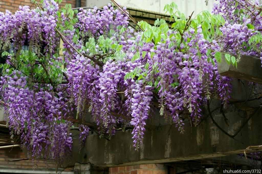 朱自清散文在线欣赏(14)-----一封信