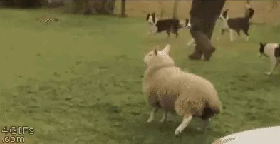 动物界的奇葩 为何不能安安静静做自己?