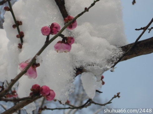 ������ѩ