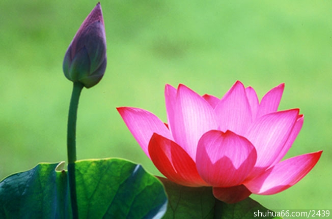 �Ž�Բͨ����Ϊ�б�