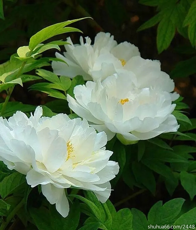 640.webp (5)