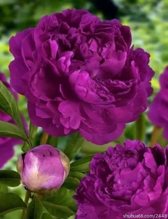 640.webp (6)