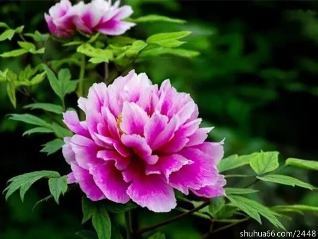 640.webp (9)