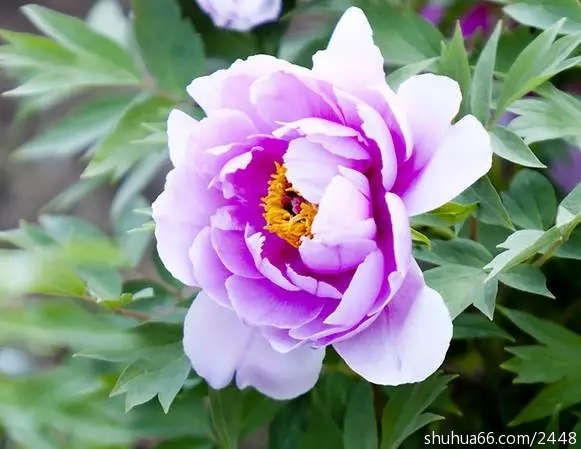 640.webp (11)