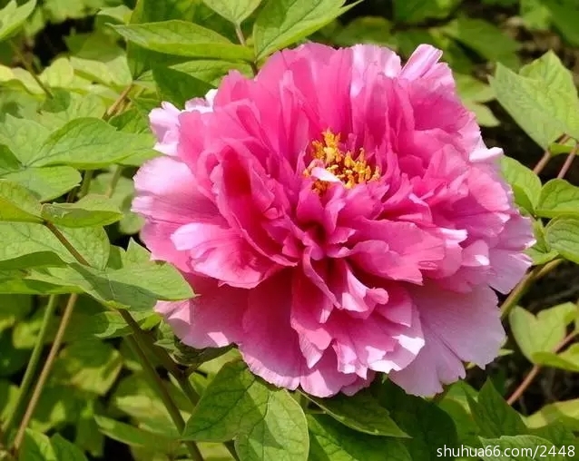 640.webp (12)