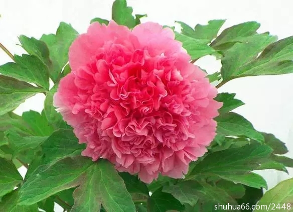 640.webp (13)