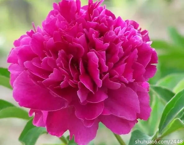 640.webp (15)