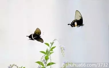 ������һ�̣�������һ����