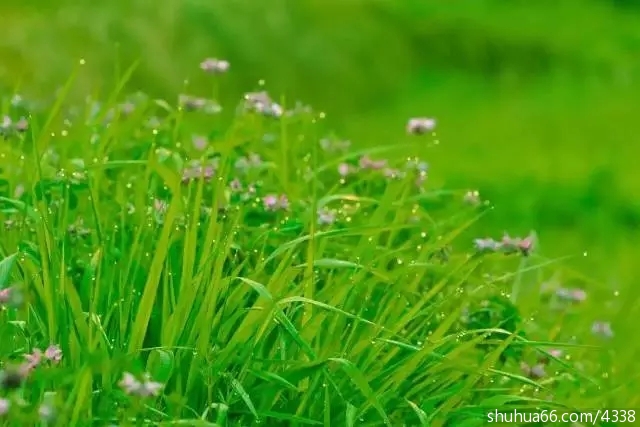 朗诵丨五月的馨香,飘过我的心房