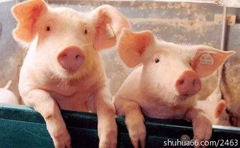 一头猪写给中国消费者的遗书