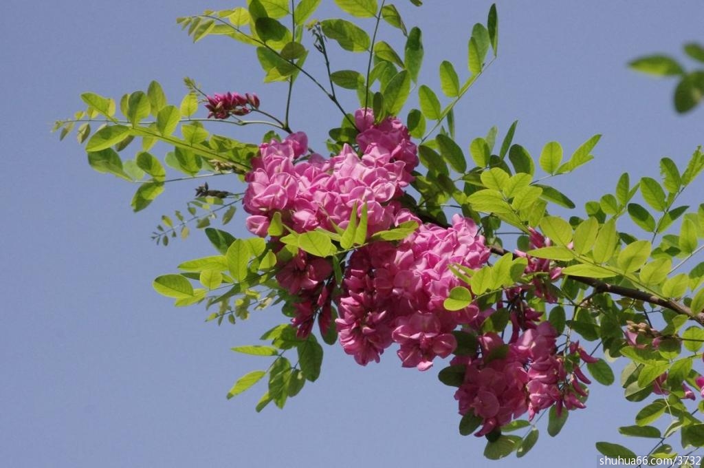 ʫ������ح�� Ӧ��ʱ��һ�λ���