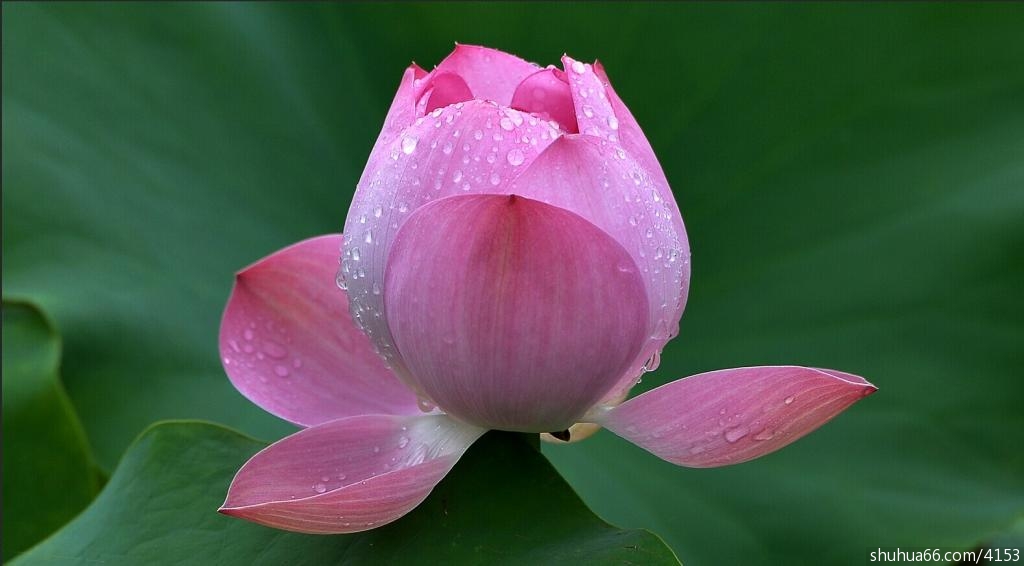 杨万里咏荷花诗选(1)