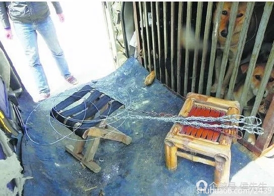 中年汉子套狗成瘾,40岁生日当天,全家遭遇一场血光之灾