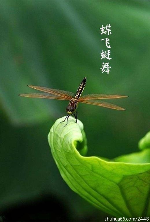 timg (55)