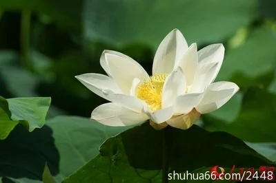 t01a255f46c7c4379fa.webp