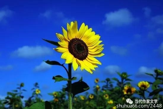 31600ed5f6d341bb8c5eb858475d4f57